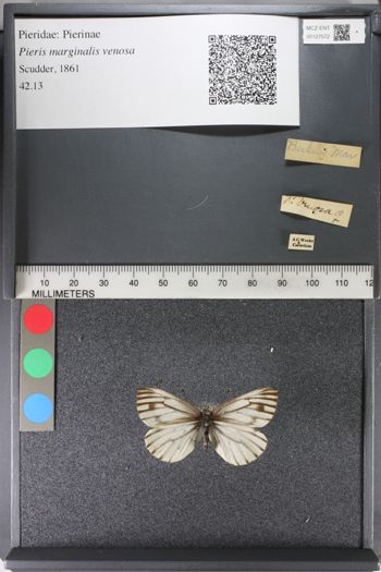 Media type: image;   Entomology 127572